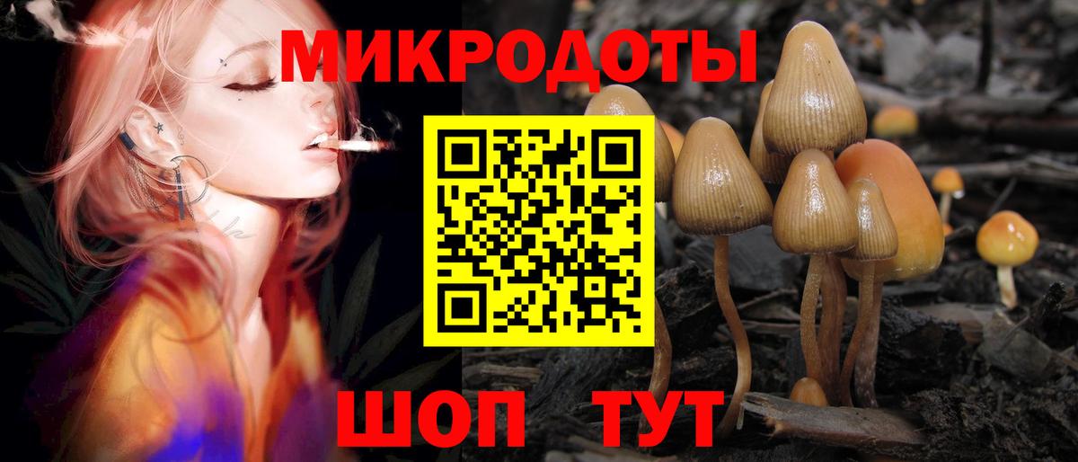 Обь  хочу   Вход с VPN  Псилоцибиновые грибы Psilocybe 